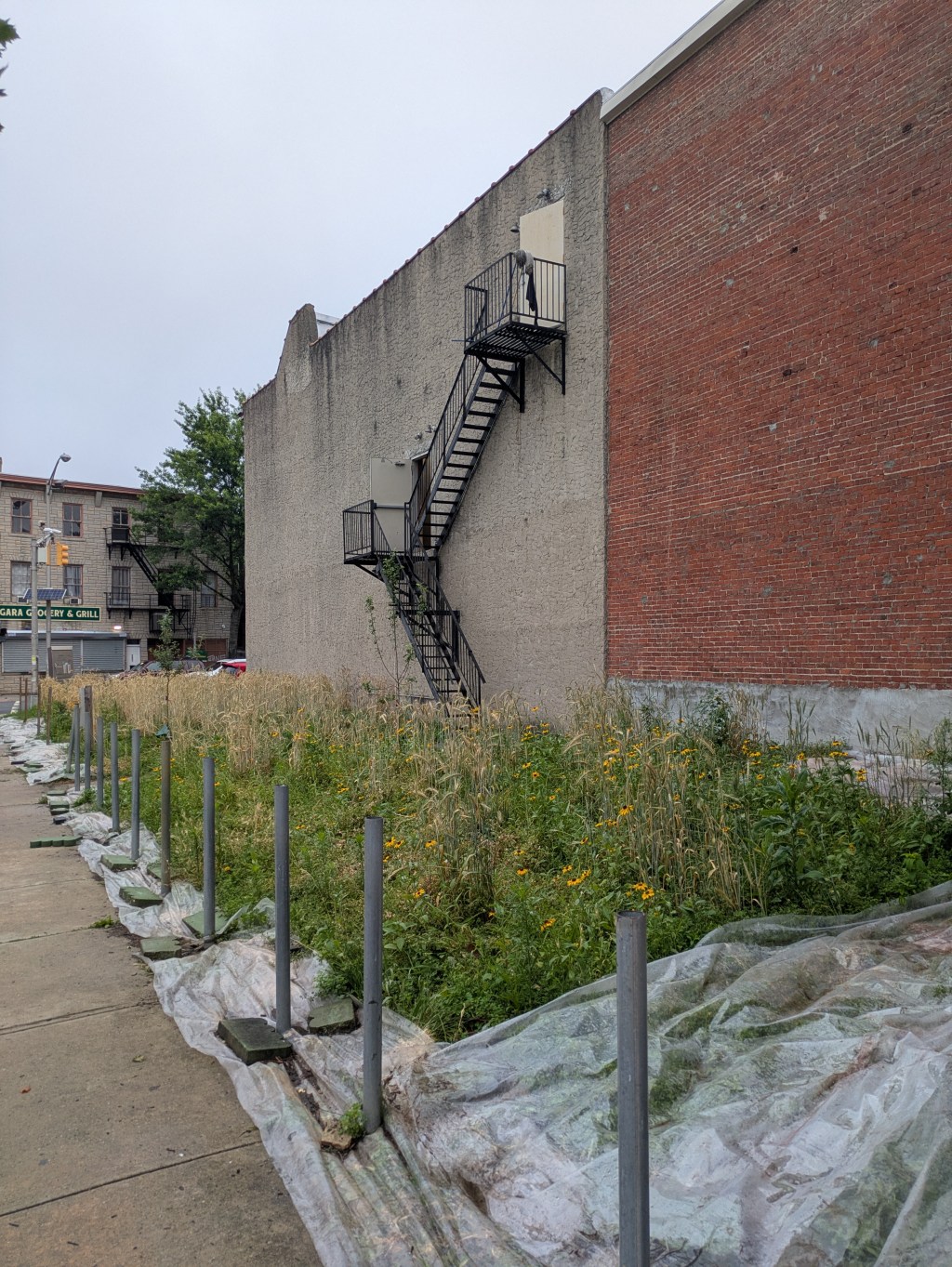 Urban Oases: The Ecology of Abandoned Lots